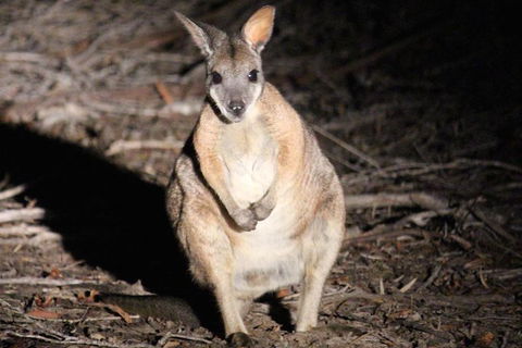 Small-Group Kangaroo Island 4WD Night Tour - Holiday Find 3