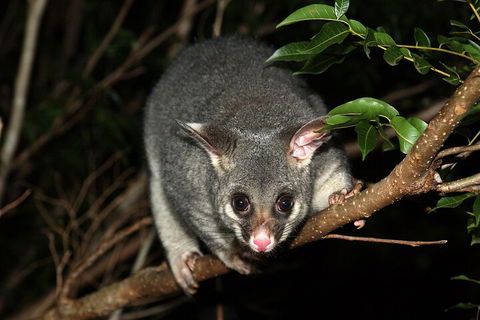 Small-Group Kangaroo Island 4WD Night Tour - Holiday Find 5