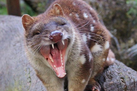 After Dark Tasmanian Devil Feeding Tour At Cradle Mountain - Holiday Find 0