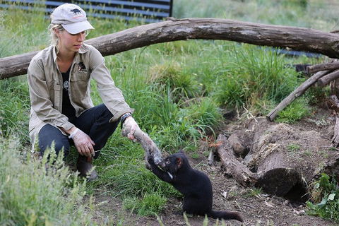 After Dark Tasmanian Devil Feeding Tour At Cradle Mountain - Holiday Find 1