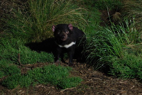 After Dark Tasmanian Devil Feeding Tour At Cradle Mountain - Holiday Find 4