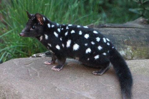 After Dark Tasmanian Devil Feeding Tour At Cradle Mountain - Holiday Find 5