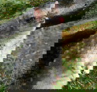1-Hour Tasmanian Devil Feeding Day Tour at Cradle Mountain - Holiday Find
