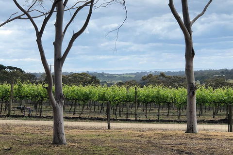 Yarra Valley Wine Tour Inc Lunch With A Glass Of Wine, Tastings And Chocolate - Holiday Find 3