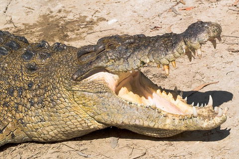 4-Day Cairns Ultimate Combo: Daintree Rainforest, Reef, Kuranda & Paronella Park - Holiday Find 0