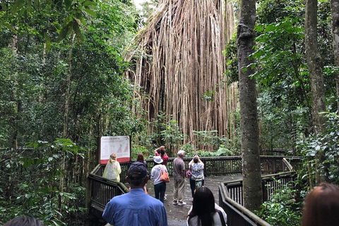 4-Day Cairns Ultimate Combo: Daintree Rainforest, Reef, Kuranda & Paronella Park - Holiday Find 5