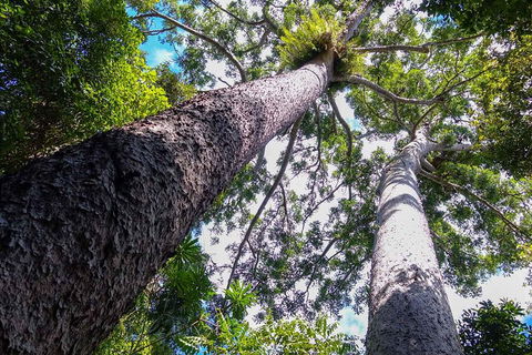 Paronella Park And Millaa Millaa Falls Full-day Tour From Cairns - Holiday Find 1