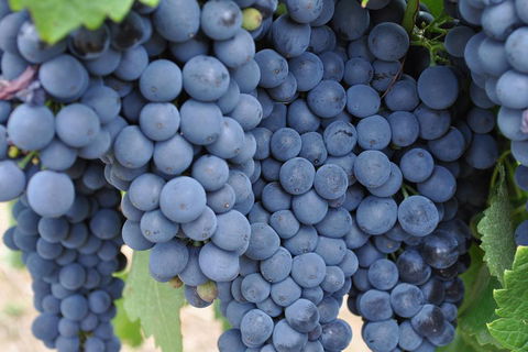 Barossa Valley Cellar Doors Luxury Wine Tour - Holiday Find 4