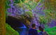 Natural Arch, Rainforest & Volcano Canyon - Private Half Day Tour - thumb 4