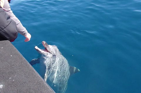 Noosa Wild Dolphin Safari - Holiday Find 0