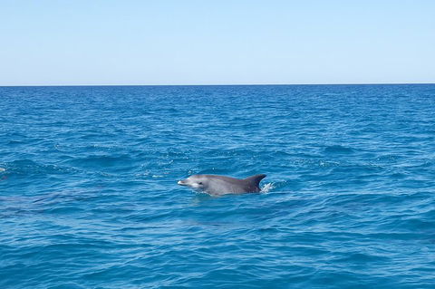 Noosa Wild Dolphin Safari - Holiday Find 1
