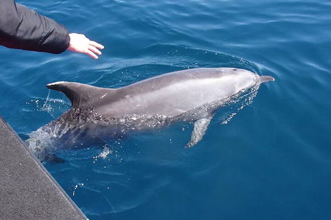 Noosa Wild Dolphin Safari - Holiday Find 2