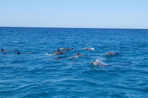 Noosa Wild Dolphin Safari - Holiday Find 3