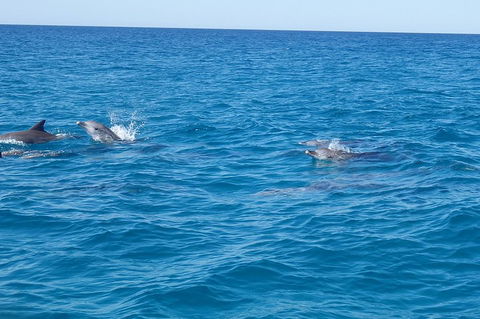 Noosa Wild Dolphin Safari - Holiday Find 4