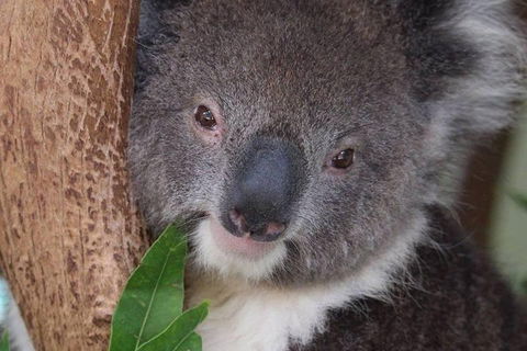 All Inclusive Blue Mountains Small-Group Day Trip From Sydney - Holiday Find 1