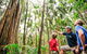 Natural Bridge & Springbrook Waterfalls Tour + Hot Air Balloon With Breakfast - thumb 5