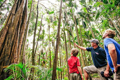 Natural Bridge & Springbrook Waterfalls Tour + Hot Air Balloon With Breakfast - Holiday Find 5