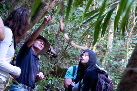 Natural Bridge & Springbrook Waterfalls Tour - Holiday Find 4