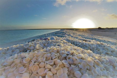 Monkey Mia Dolphins & Shark Bay Air Tour From Perth - Holiday Find 3