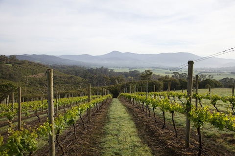 Yarra Valley 2-6 Guests Premium Food And Wine Inc Lunch At Dominique Portet - Holiday Find 1