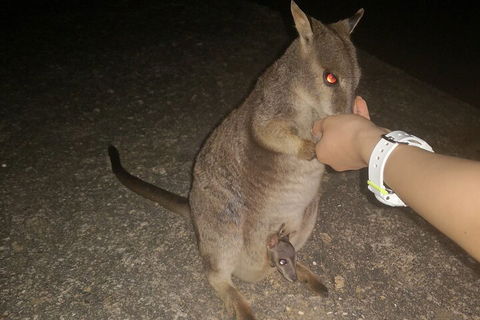 Private Tour To Paronella Park, Historic Village Herberton And Wild Life Wallaby - Holiday Find 0