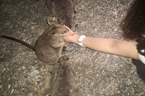 Private Tour To Paronella Park, Historic Village Herberton And Wild Life Wallaby - Holiday Find 4