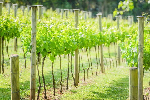 Deluxe Winery Tour To Tamborine Mountain, Includes Gourmet Two Course Lunch - Holiday Find 5