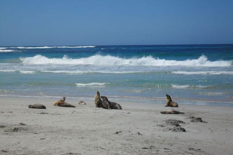 Kangaroo Island In A Day Tour From Adelaide - Holiday Find 1