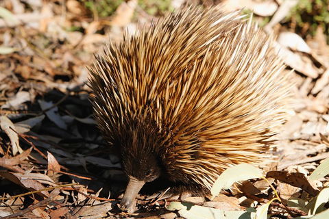 Kangaroo Island In A Day Tour From Adelaide - Holiday Find 2