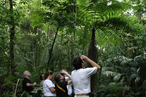 Atherton Tablelands Rain Forest By Night From Cairns - Holiday Find 3