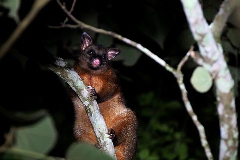 Atherton Tablelands Rain Forest By Night From Cairns - Holiday Find 4