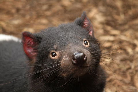 Day Tour In Mt. Field, Mt. Wellington, Bonorong Wildlife Sanctuary And Richmond - Holiday Find 4