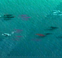 40-45 Minute Port Stephens and Stockton Beach Helicopter Flight - For 2 - Holiday Find