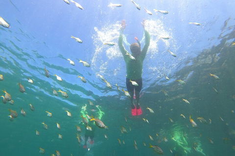 Manly Snorkel Trip And Nature Walk With Local Guide - Holiday Find 0