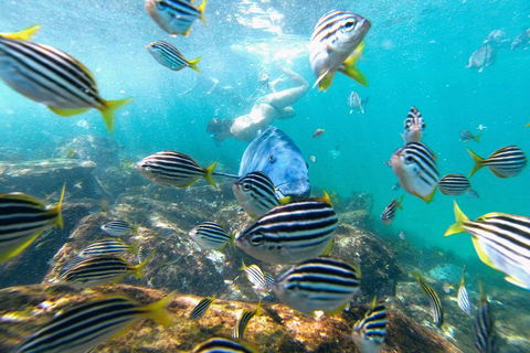 Manly Snorkel Trip And Nature Walk With Local Guide - Holiday Find 2