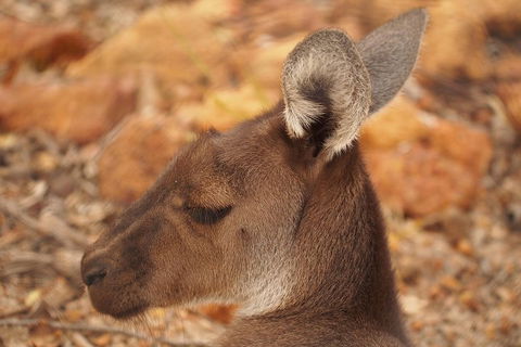 Australian Animals, Seascape And Sunset Photography Tour - Holiday Find 0
