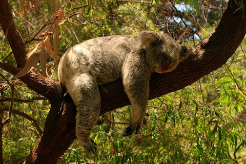 Australian Animals, Seascape And Sunset Photography Tour - Holiday Find 1