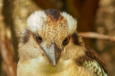 Australian Animals, Seascape And Sunset Photography Tour - Holiday Find 3