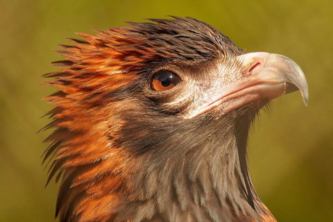 Australian Animals, Seascape And Sunset Photography Tour - Holiday Find 4