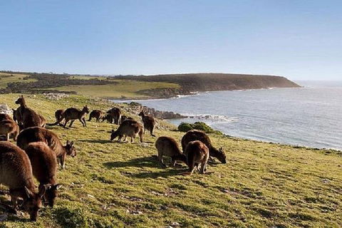 Kangaroo Island Personal Group Tours - Holiday Find 0