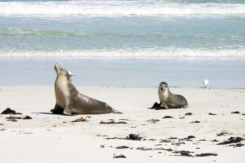 Kangaroo Island Personal Group Tours - Holiday Find 3