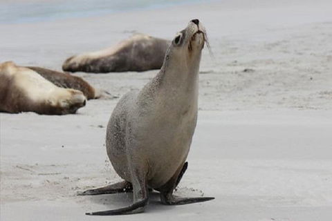 Kangaroo Island Personal Group Tours - Holiday Find 4