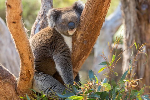 Mount Lofty Hike And Cleland Wildlife Park Day Trip From Adelaide - Holiday Find 2