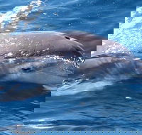 Jervis Bay Dolphin Watch Cruise - Holiday Find