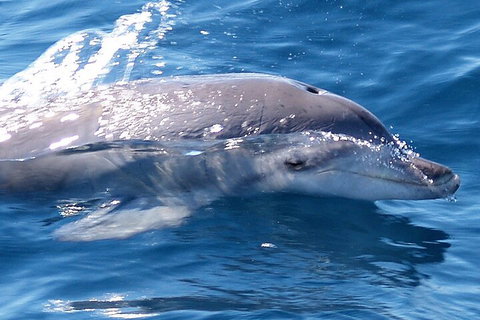 Jervis Bay Dolphin Watch Cruise - Holiday Find 0