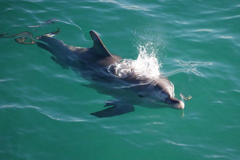 Jervis Bay Dolphin Watch Cruise - Holiday Find 1