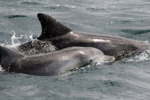 Jervis Bay Dolphin Watch Cruise - Holiday Find 2