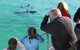 Jervis Bay Dolphin Watch Cruise - thumb 4