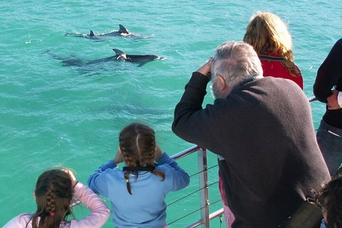 Jervis Bay Dolphin Watch Cruise - Holiday Find 4