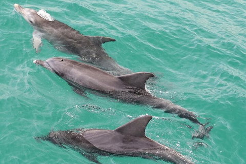Jervis Bay Dolphin Watch Cruise - Holiday Find 5